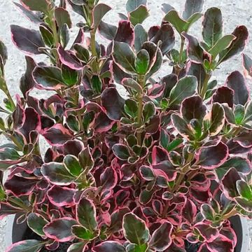 Coprosma repens 'Pacific Dawn'
