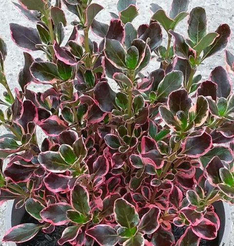 Coprosma repens 'Pacific Dawn'