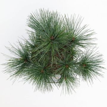 Pinus strobus 'Radiata'