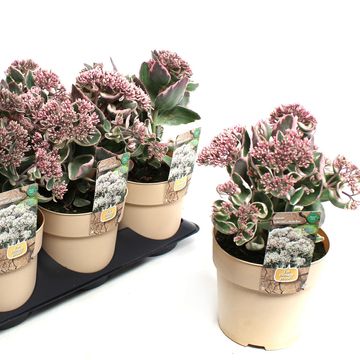 Sedum telephium SEDUCTION LA VIE EN ROSE