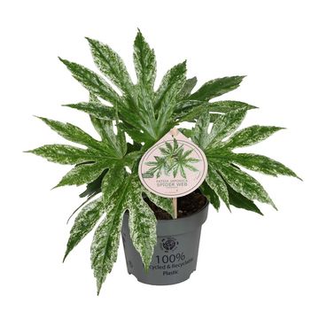 Fatsia japonica 'Spider's Web'