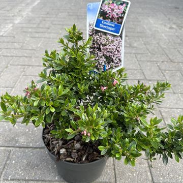 Escallonia laevis SHOWSTOPPER