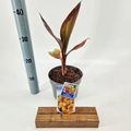 Canna 'Tropicana'