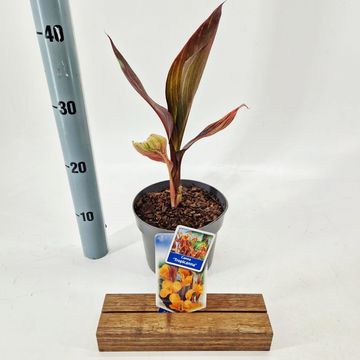 Canna 'Tropicana'