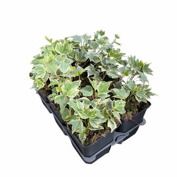 Hedera helix 'White Ripple'
