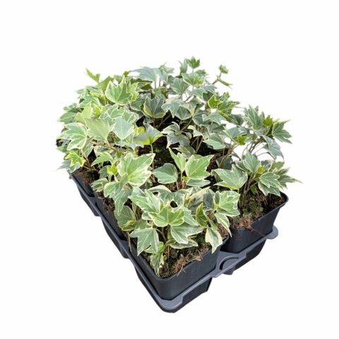 Hedera helix 'White Ripple'