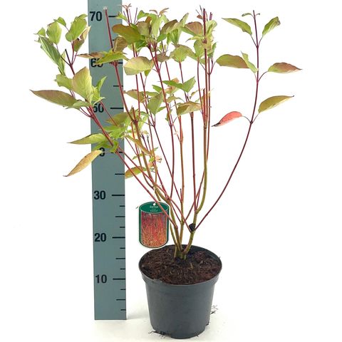 Cornus sericea 'Cardinal'