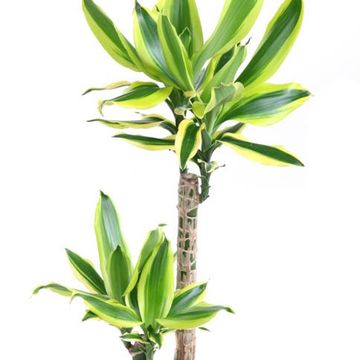 Dracaena fragrans 'Lemon Dream'