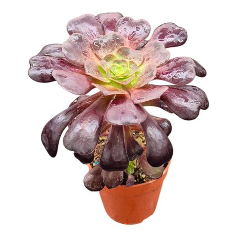 Aeonium arboreum 'Zwartkop'