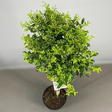 Ilex crenata 'Green Hedge'