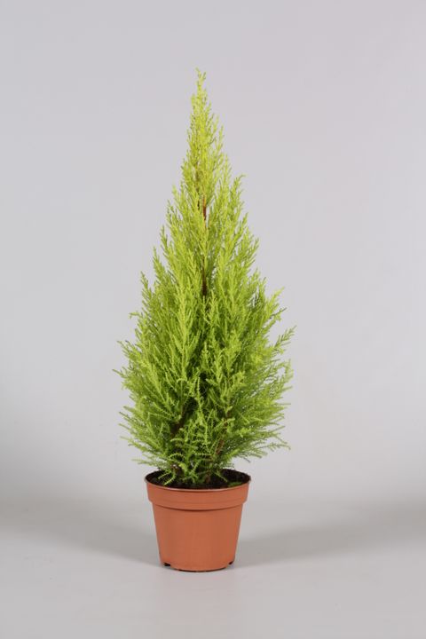 Cupressus macrocarpa 'Goldcrest Wilma'