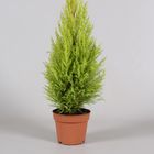 Cupressus macrocarpa 'Goldcrest Wilma'