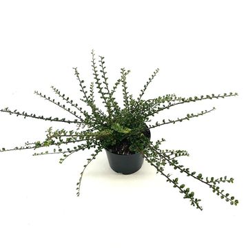 Cotoneaster horizontalis