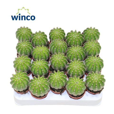 Echinopsis multiplex