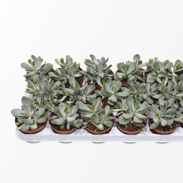 Adromischus 'Chocolyne'