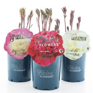 Paeonia FABULOUS FLOWERS MIX (Jong Plant BV, De)
