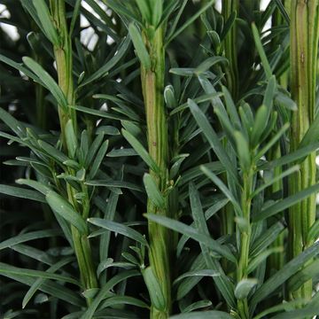 Taxus baccata 'Fastigiata Robusta'