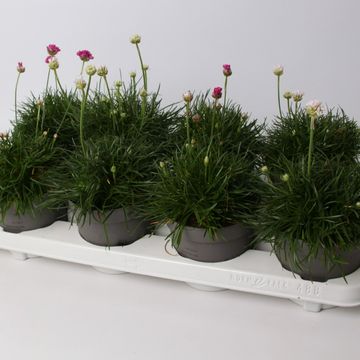 Armeria maritima MIX