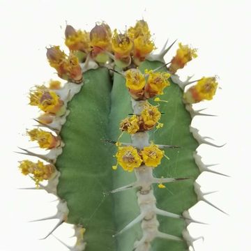 Euphorbia polyacantha