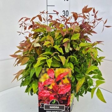 Nandina domestica BLUSH PINK