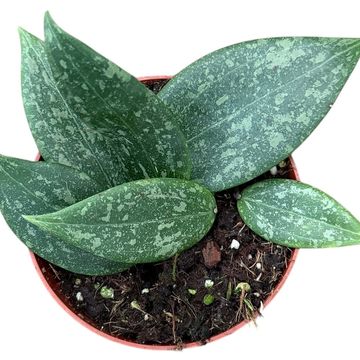 Hoya wibergiae