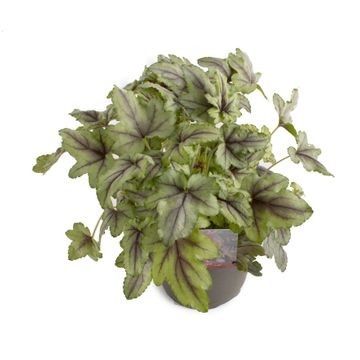 Heuchera INDIAN SUMMER GREEN