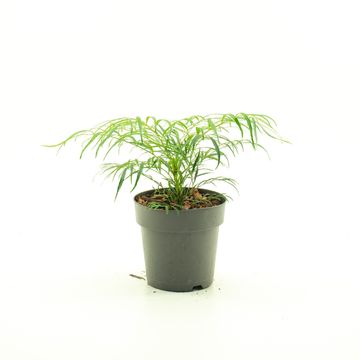 Mahonia eurybracteata 'Soft Caress'