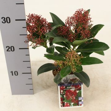 Skimmia japonica 'Rubella'