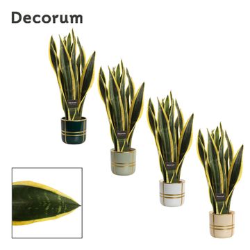 Sansevieria trifasciata 'Black Gold'
