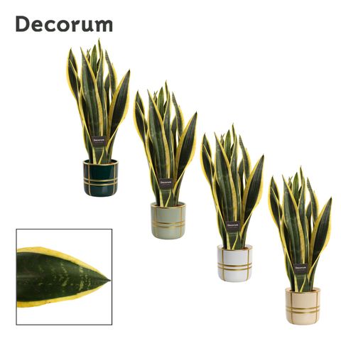 Sansevieria trifasciata 'Black Gold'