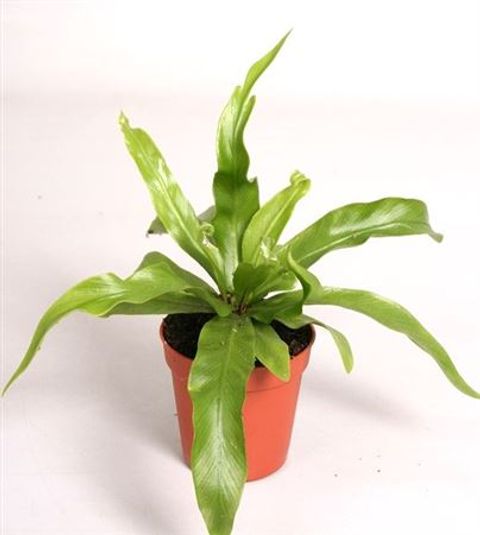 Asplenium antiquum