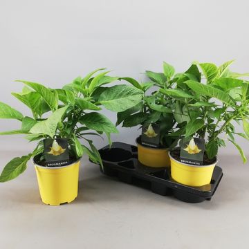 Brugmansia BUSH YELLOW