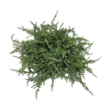 Juniperus communis 'Greenmantle'