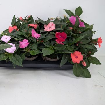 Impatiens SUNPATIENS MIX