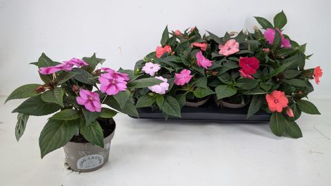 Impatiens SUNPATIENS MIX