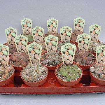 Lithops MIX