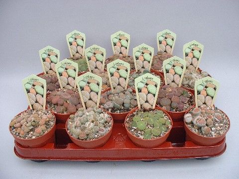 Lithops MIX