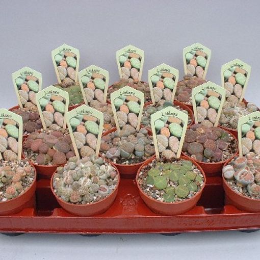 Lithops MIX