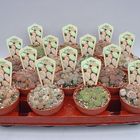 Lithops MIX