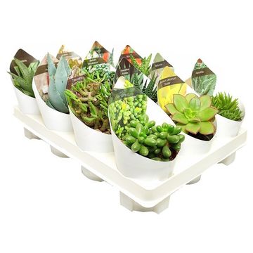 Succulents MIX