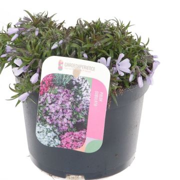 Phlox EARLY SPRING LAVENDER