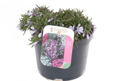 Phlox EARLY SPRING LAVENDER