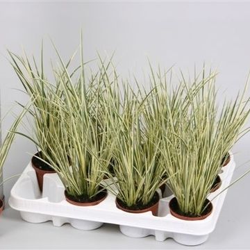 Acorus gramineus 'Aureovariegatus'