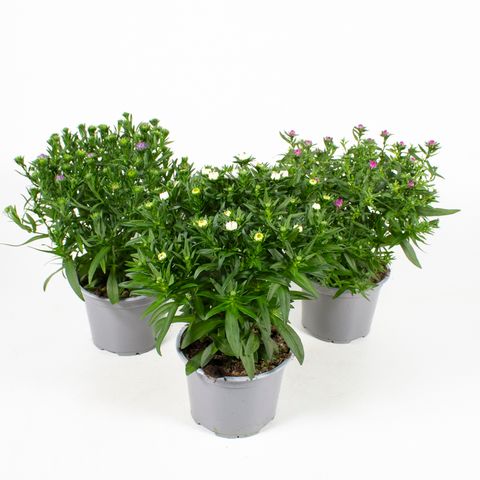 Aster NOVI-BELGII MIX
