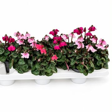 Cyclamen persicum SUPER SERIE PETTICOAT MIX