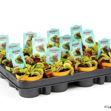 Dionaea muscipula