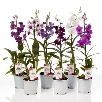 Dendrobium SA-NOOK MIX