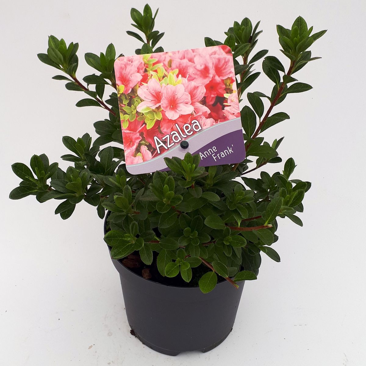 Rhododendron 'Anne Frank' (AJ) — Plant Wholesale FlorAccess