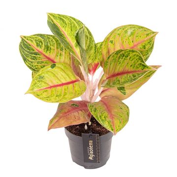 Aglaonema 'Iguana Red'