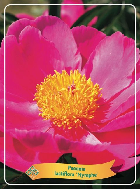 Paeonia 'Nymphe'
